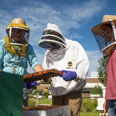 thumbnail for publication: Theft, Vandalism, and Other Related Crime in the Beekeeping Industry: A Guide for Beekeepers